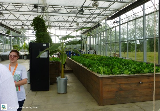 Robin Hills Farm - greenhouse