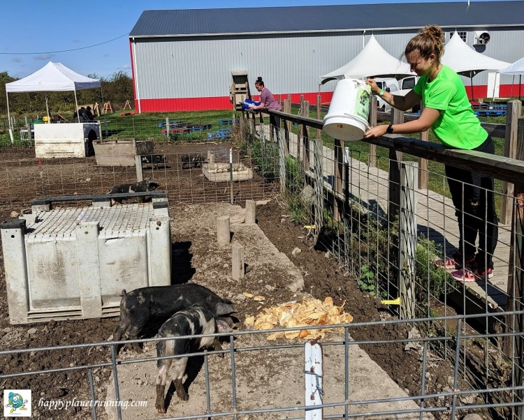 Scrumpy 2019 - Robin feeding the pigs