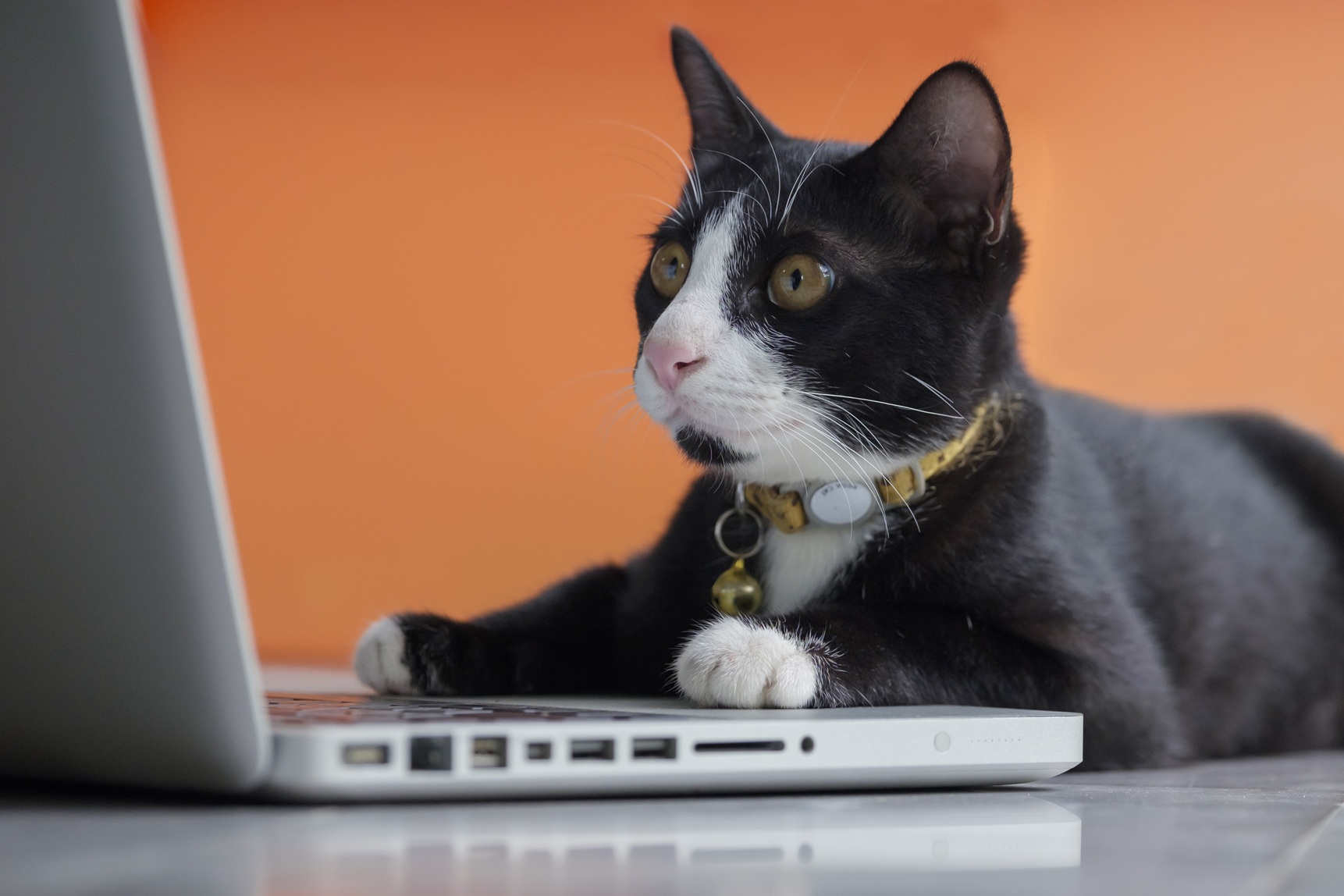Humorous image of a cat with its paw on a mouse, staring at a laptop.